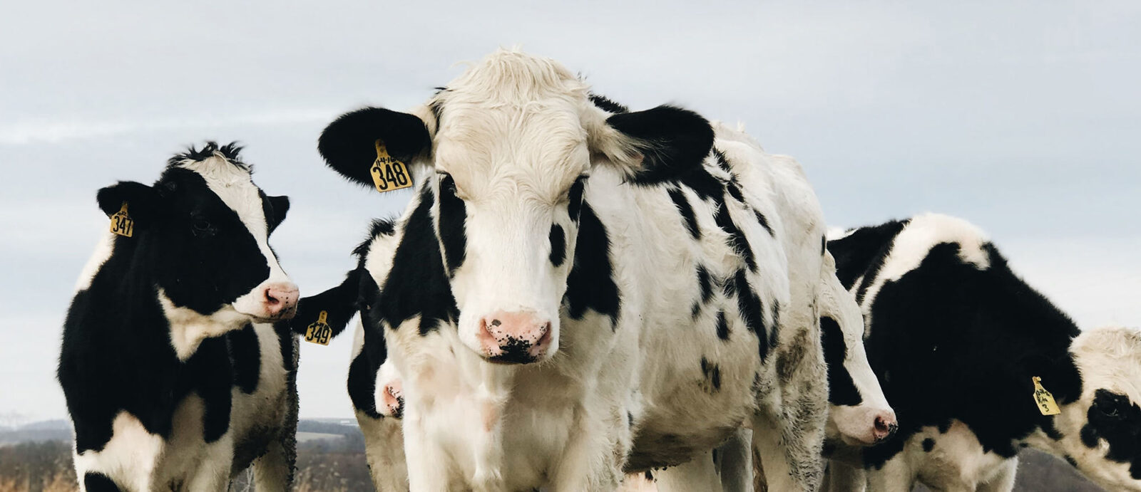 Farm Animal Barrow Veterinary Hospital New Ross